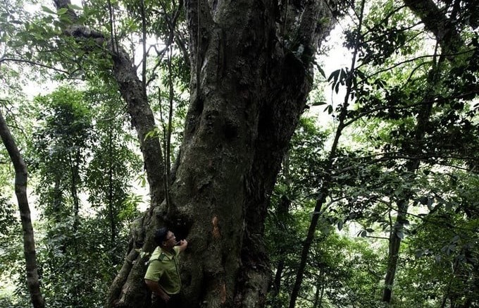 Rừng cổ ở Phú Thọ lưu giữ 11 cây cổ thụ nghìn năm tuổi nằm trong Sách Đỏ Việt Nam