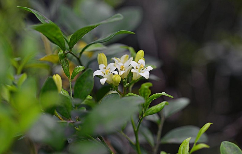 Những loại cây văn phòng tuyệt đối không nên đặt nơi làm việc