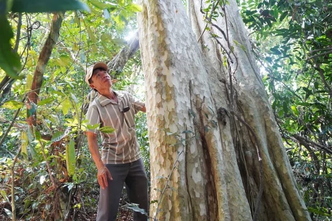 Khám phá rừng cổ thụ hàng trăm năm tuổi ẩn mình giữa núi rừng Gia Lai Khám phá rừng cổ thụ hàng trăm năm tuổi ẩn mình giữa núi rừng Gia Lai