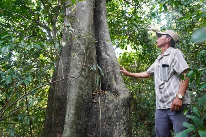 Khám phá rừng cổ thụ hàng trăm năm tuổi ẩn mình giữa núi rừng Gia Lai Khám phá rừng cổ thụ hàng trăm năm tuổi ẩn mình giữa núi rừng Gia Lai