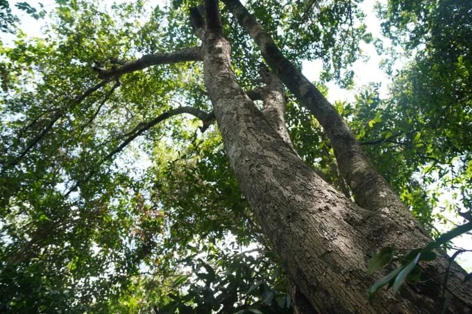 Khám phá rừng cổ thụ hàng trăm năm tuổi ẩn mình giữa núi rừng Gia Lai Khám phá rừng cổ thụ hàng trăm năm tuổi ẩn mình giữa núi rừng Gia Lai