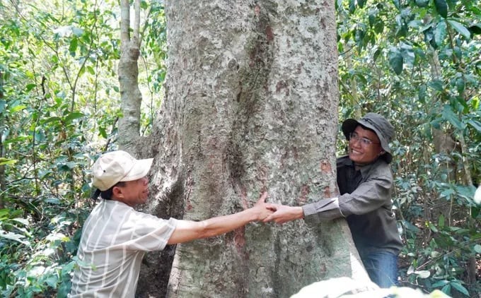Khám phá rừng cổ thụ hàng trăm năm tuổi ẩn mình giữa núi rừng Gia Lai
