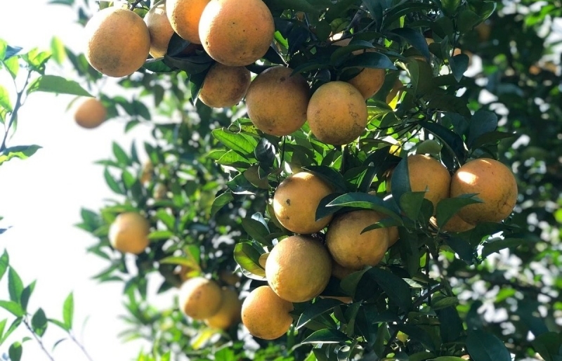 Phú Thọ mở rộng vùng nguyên liệu, nâng tầm xuất khẩu cây ăn quả