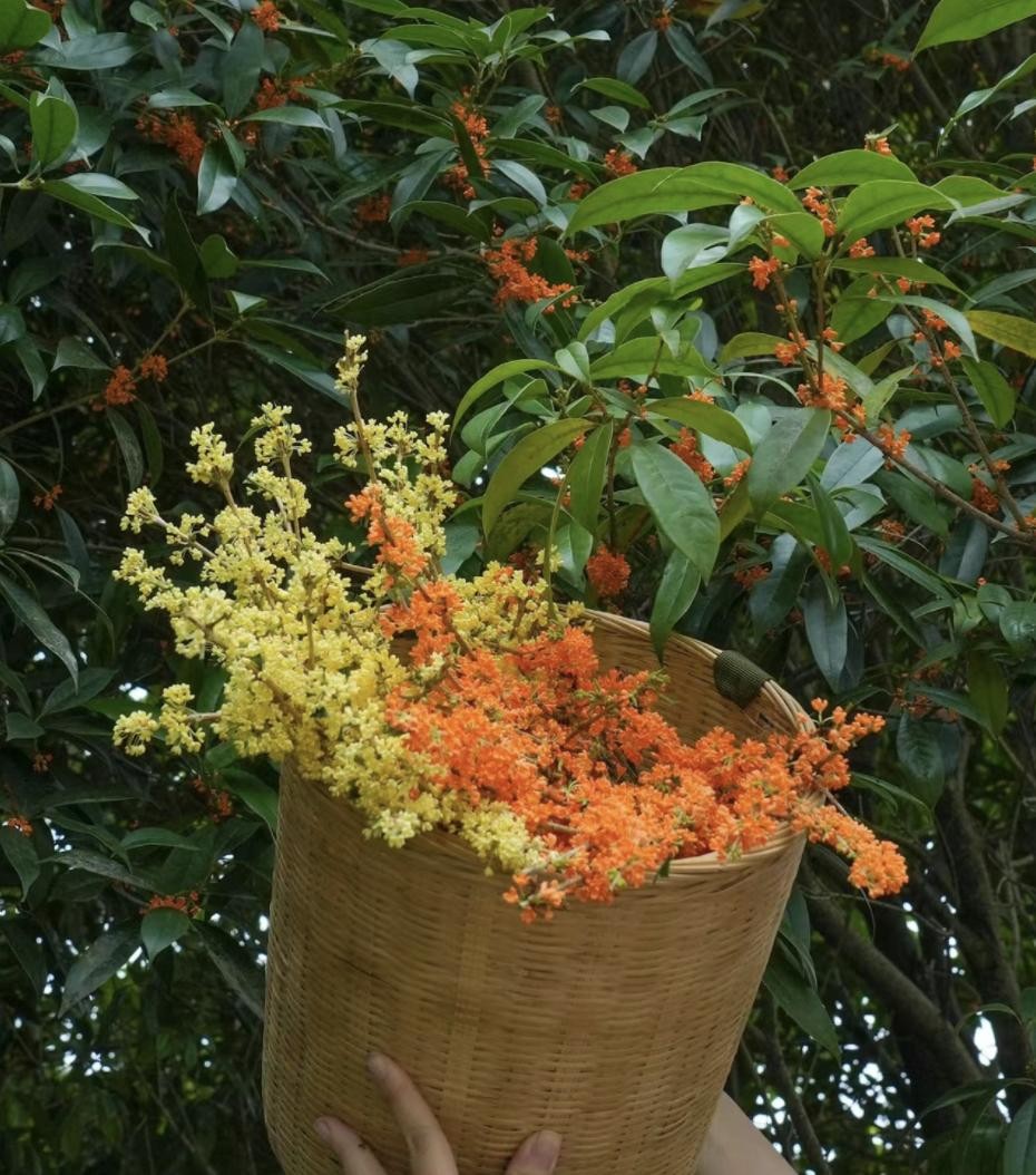 3 cây cảnh phú quý trấn trạch cực tốt, được xem như “báu vật truyền đời”, sống cả trăm năm 3 cây cảnh phú quý trấn trạch cực tốt, được xem như “báu vật truyền đời”, sống cả trăm năm