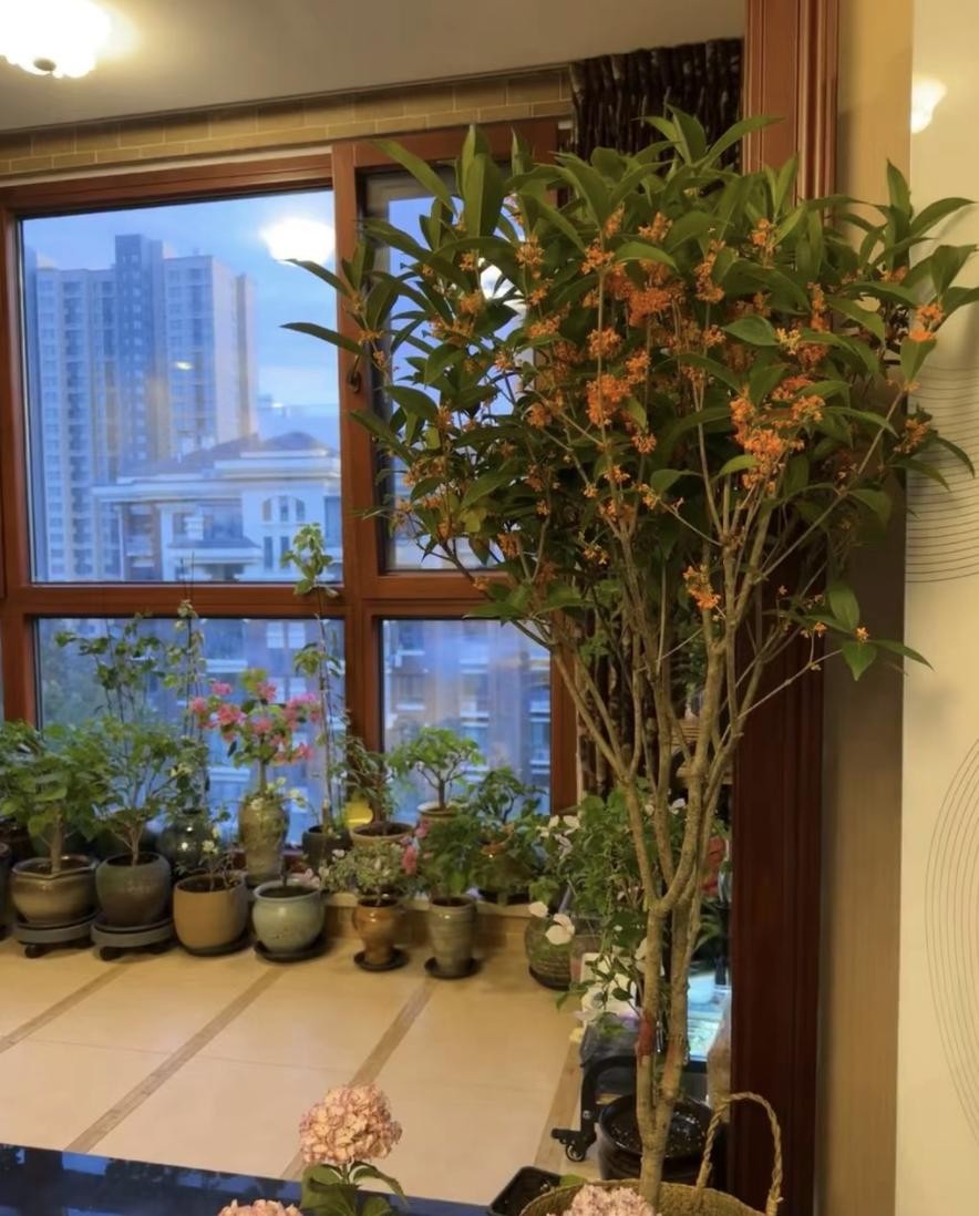 3 cây cảnh phú quý trấn trạch cực tốt, được xem như “báu vật truyền đời”, sống cả trăm năm 3 cây cảnh phú quý trấn trạch cực tốt, được xem như “báu vật truyền đời”, sống cả trăm năm