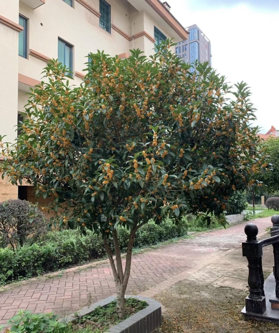 3 cây cảnh phú quý trấn trạch cực tốt, được xem như “báu vật truyền đời”, sống cả trăm năm 3 cây cảnh phú quý trấn trạch cực tốt, được xem như “báu vật truyền đời”, sống cả trăm năm