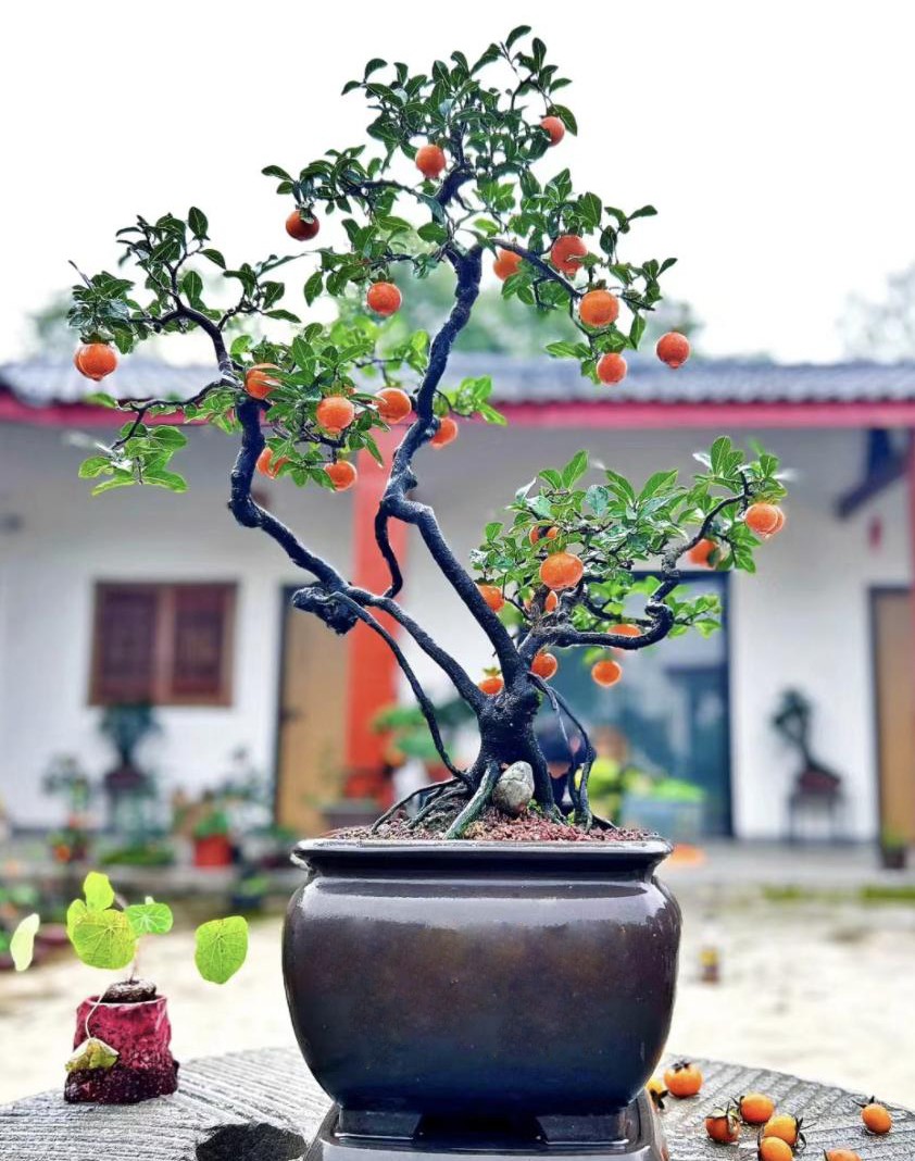 3 cây cảnh phú quý trấn trạch cực tốt, được xem như “báu vật truyền đời”, sống cả trăm năm 3 cây cảnh phú quý trấn trạch cực tốt, được xem như “báu vật truyền đời”, sống cả trăm năm