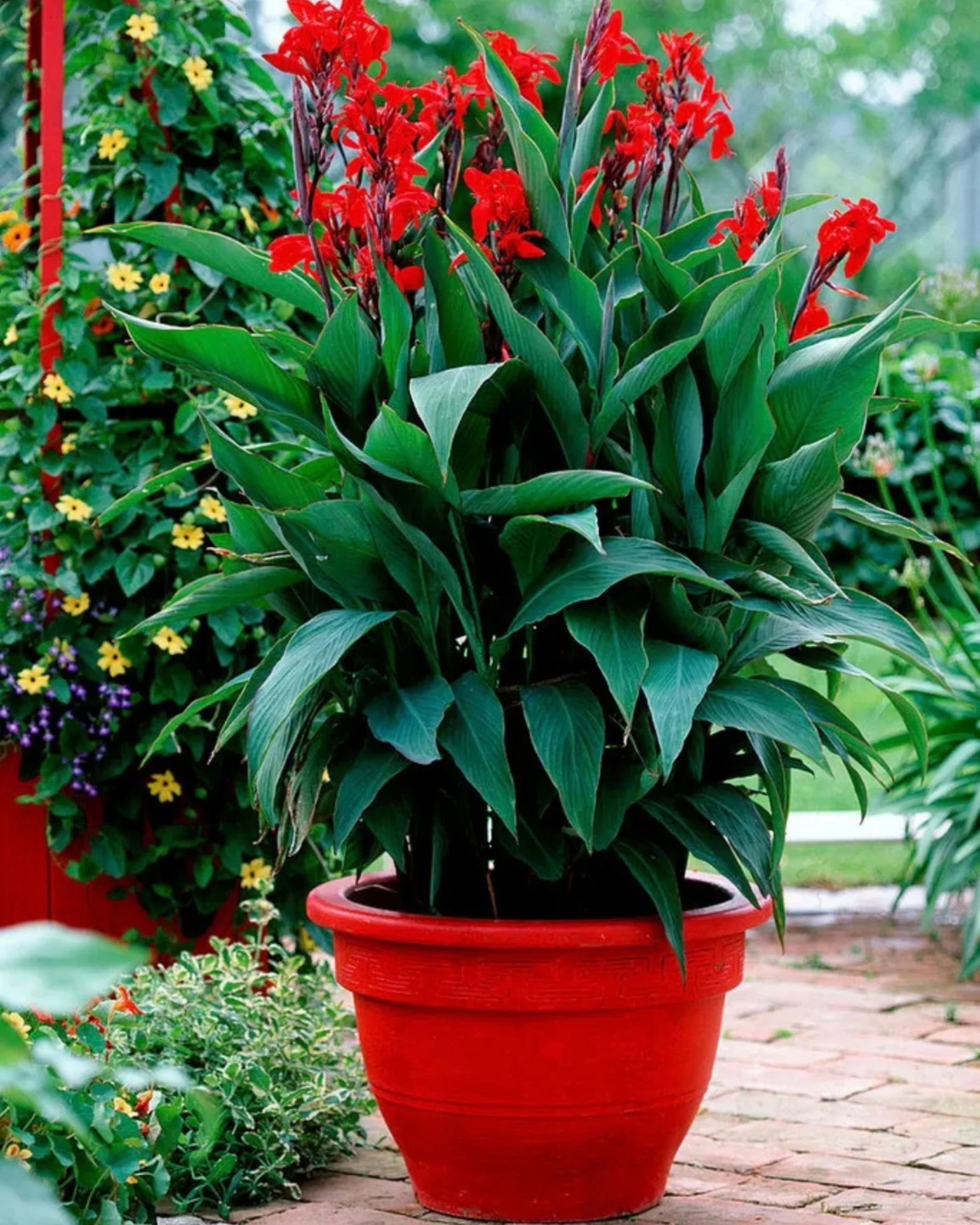 Cây dong riềng đỏ: Ý nghĩa phong thủy, hợp mệnh nào, cách trồng và chăm sóc chi tiết