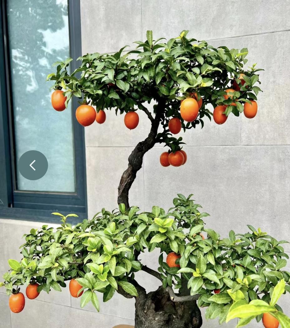 3 cây cảnh phú quý trấn trạch cực tốt, được xem như “báu vật truyền đời”, sống cả trăm năm 3 cây cảnh phú quý trấn trạch cực tốt, được xem như “báu vật truyền đời”, sống cả trăm năm