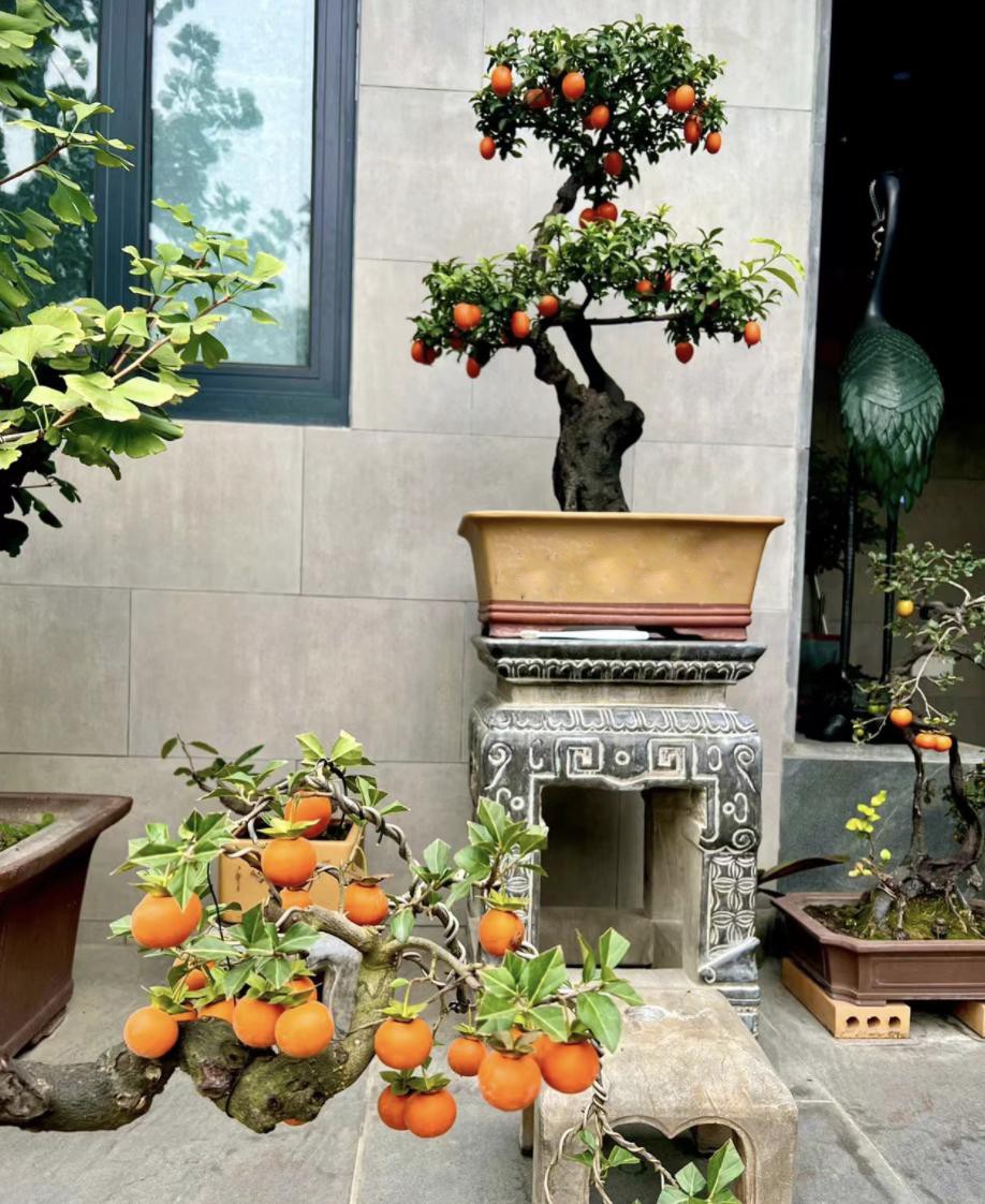 3 cây cảnh phú quý trấn trạch cực tốt, được xem như “báu vật truyền đời”, sống cả trăm năm 3 cây cảnh phú quý trấn trạch cực tốt, được xem như “báu vật truyền đời”, sống cả trăm năm