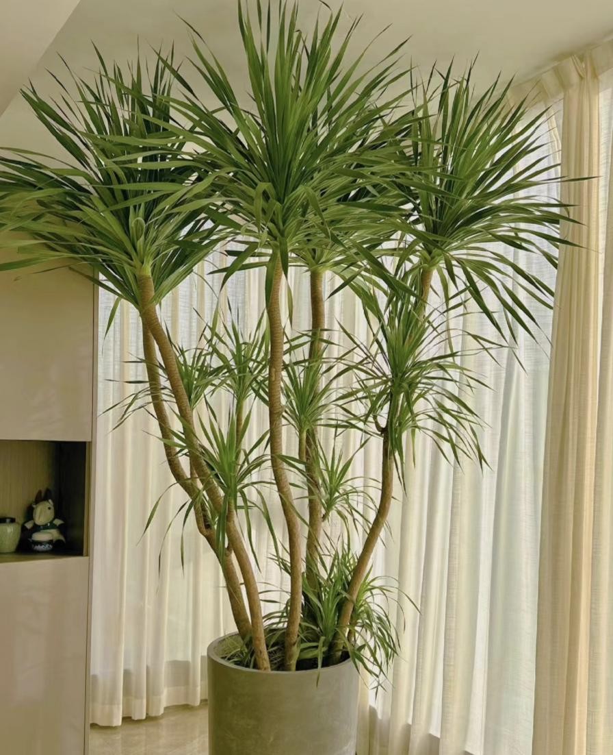 3 cây cảnh phú quý trấn trạch cực tốt, được xem như “báu vật truyền đời”, sống cả trăm năm 3 cây cảnh phú quý trấn trạch cực tốt, được xem như “báu vật truyền đời”, sống cả trăm năm