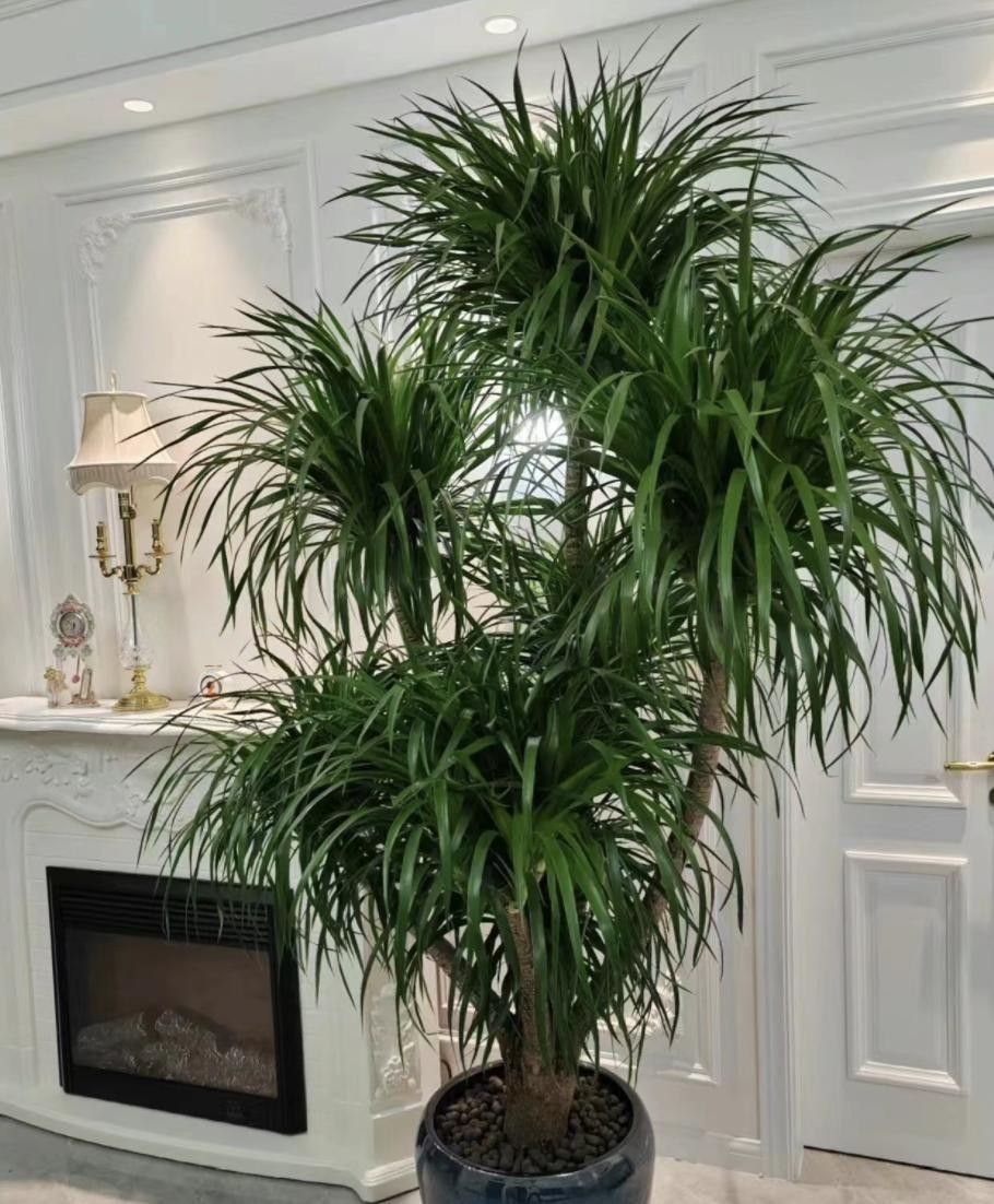 3 cây cảnh phú quý trấn trạch cực tốt, được xem như “báu vật truyền đời”, sống cả trăm năm 3 cây cảnh phú quý trấn trạch cực tốt, được xem như “báu vật truyền đời”, sống cả trăm năm