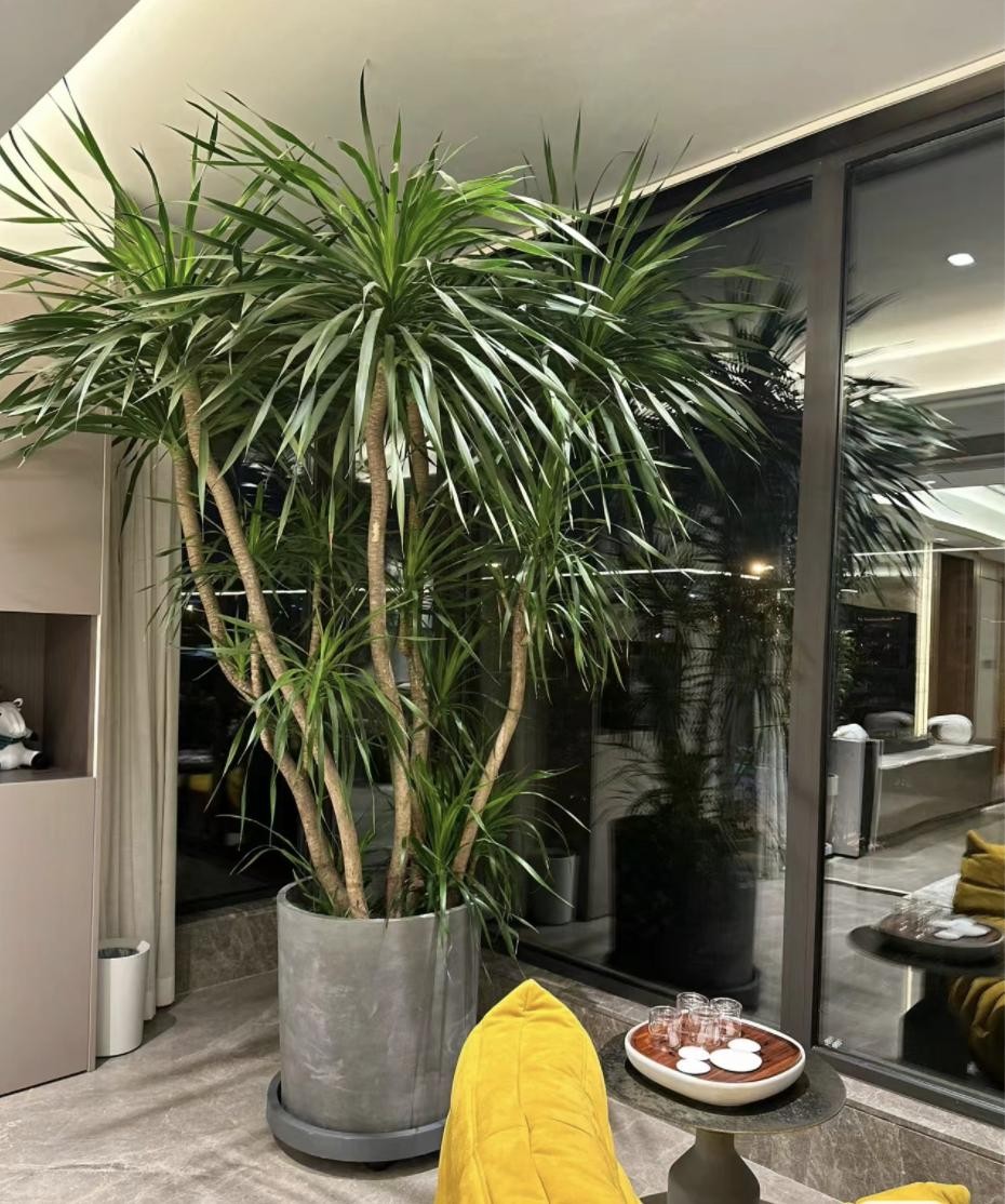 3 cây cảnh phú quý trấn trạch cực tốt, được xem như “báu vật truyền đời”, sống cả trăm năm 3 cây cảnh phú quý trấn trạch cực tốt, được xem như “báu vật truyền đời”, sống cả trăm năm