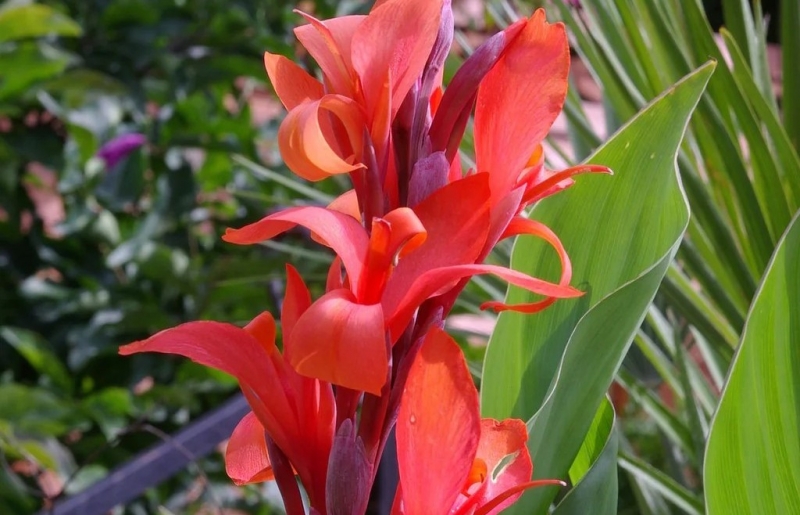 Cây dong riềng đỏ: Ý nghĩa phong thủy, hợp mệnh nào, cách trồng và chăm sóc chi tiết