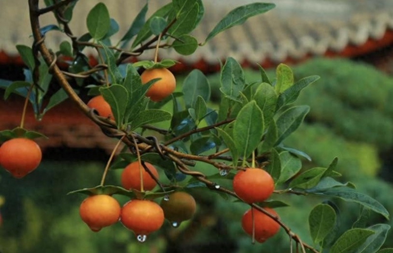 3 cây cảnh phú quý trấn trạch cực tốt, được xem như “báu vật truyền đời”, sống cả trăm năm