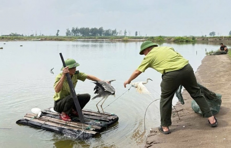 Phát hiện hàng loạt điểm bẫy chim, thu giữ gần 200 cá thể chim hoang dã sau hai tháng tuần tra