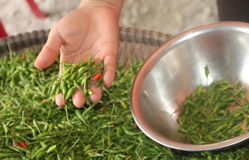 Trồng loại ớt nhỏ bằng đầu đũa, nông dân Đà Nẵng thu hàng chục triệu mỗi năm