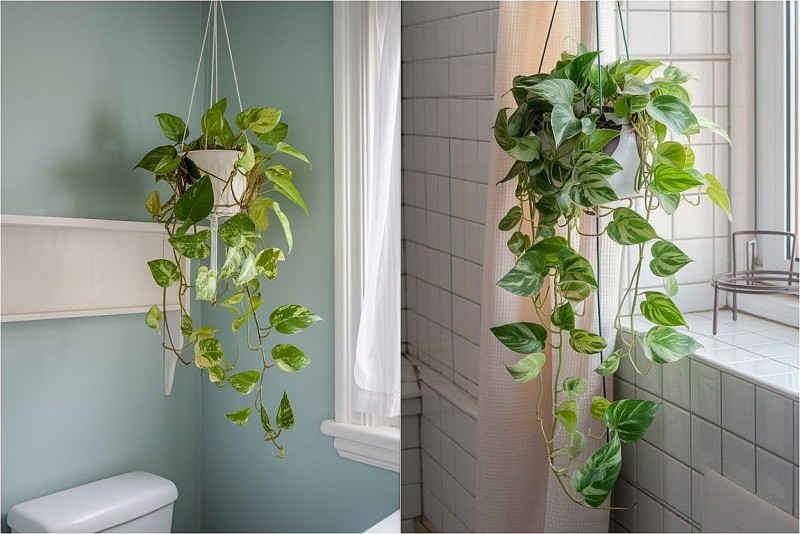 6 loại cây hút ẩm phòng tắm giúp không gian luôn xanh mát và sạch sẽ