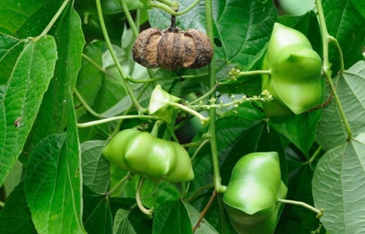 Loài cây tưởng dại lại sinh ra ‘vua của các loại hạt’ – siêu thực phẩm Việt Nam cũng có mà ít người biết