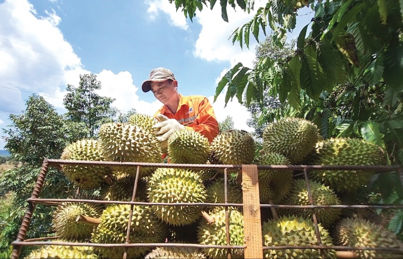 Rau quả Việt bứt phá, tiến gần mốc 10 tỷ USD xuất khẩu