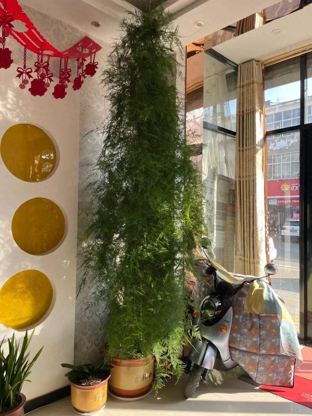 9 năm chăm sóc, chậu vân phiến trúc hóa thành cây “chạm trần” đầy ngoạn mục