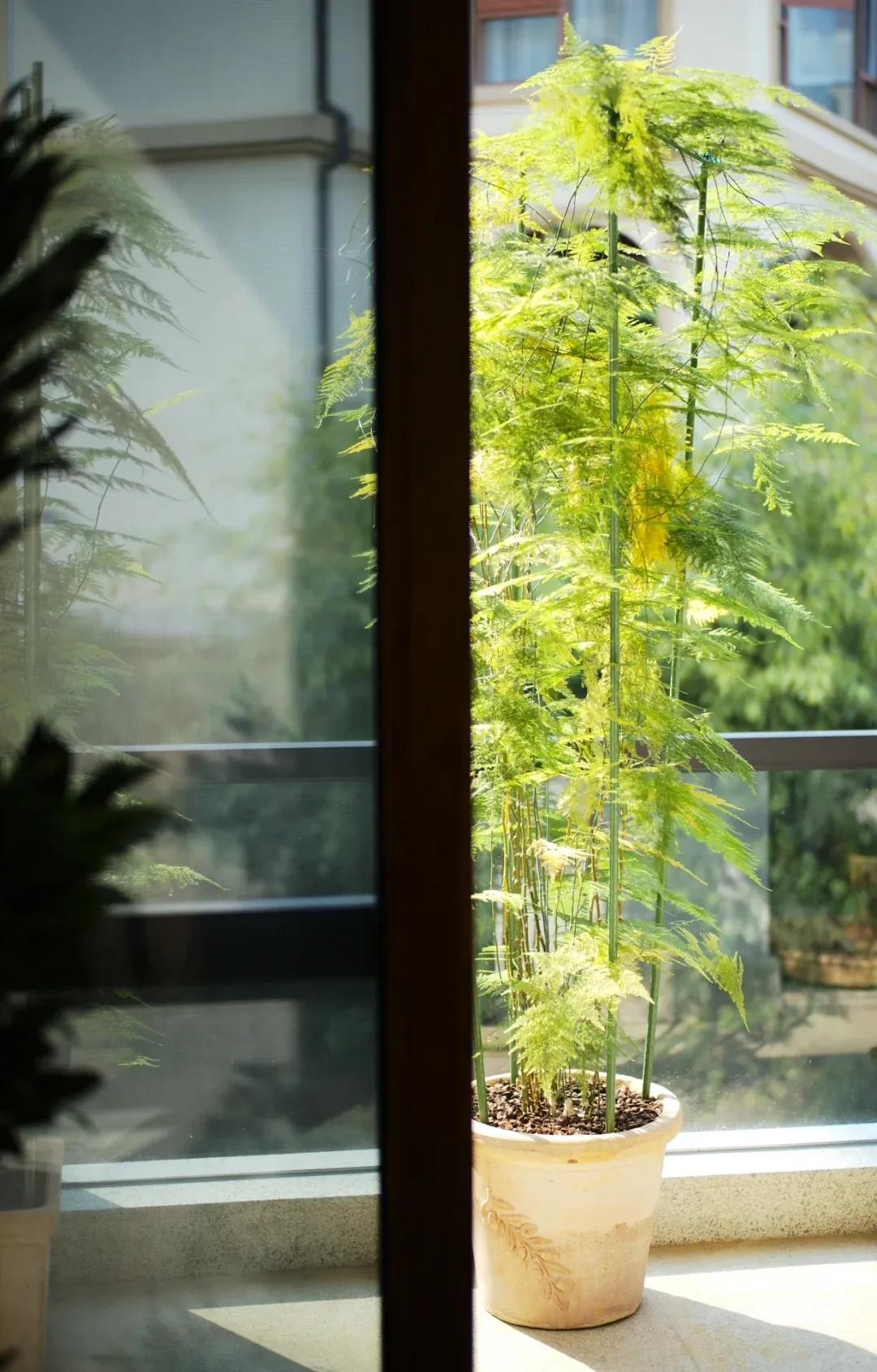 9 năm chăm sóc, chậu vân phiến trúc hóa thành cây “chạm trần” đầy ngoạn mục