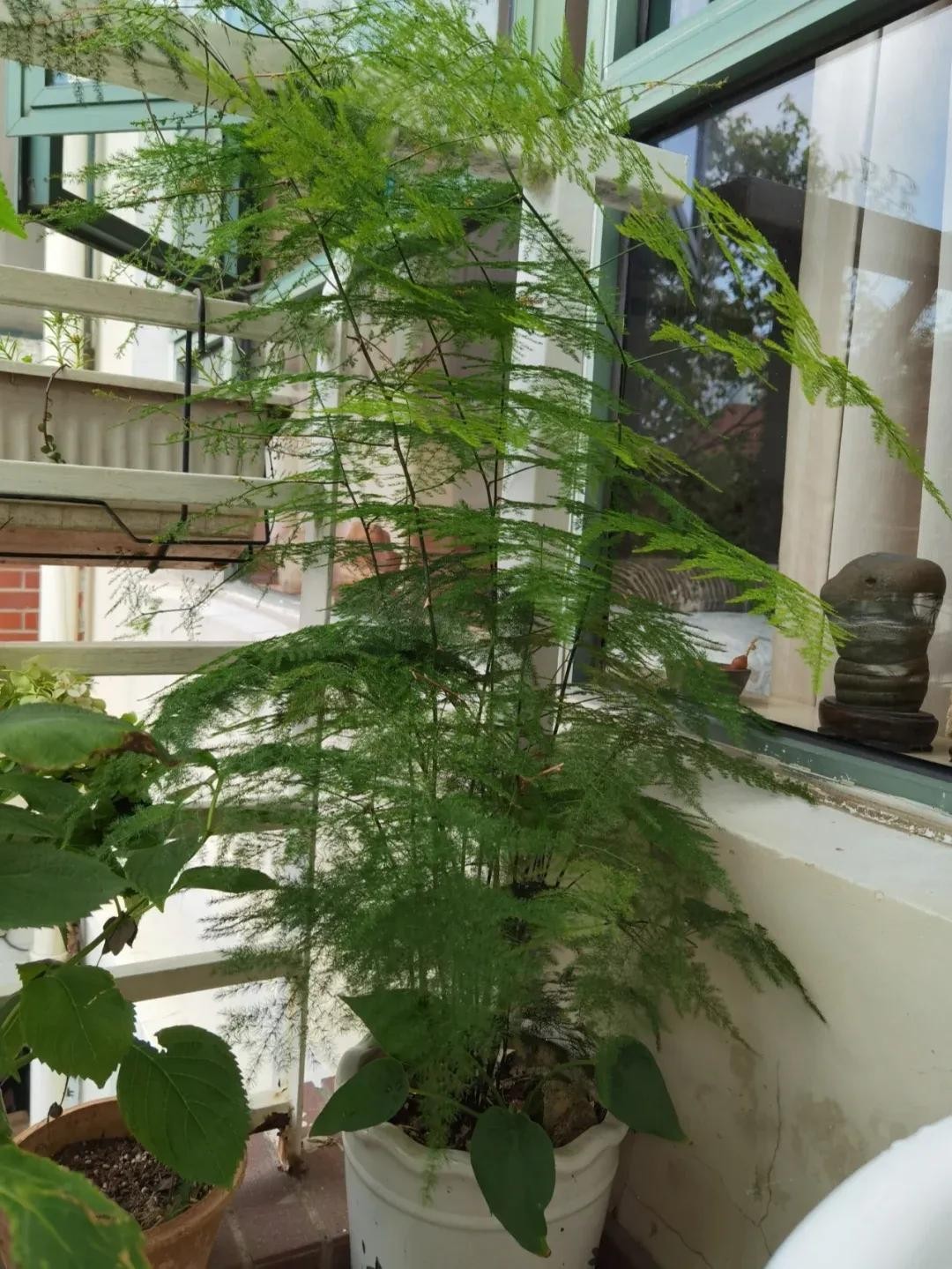 9 năm chăm sóc, chậu vân phiến trúc hóa thành cây “chạm trần” đầy ngoạn mục