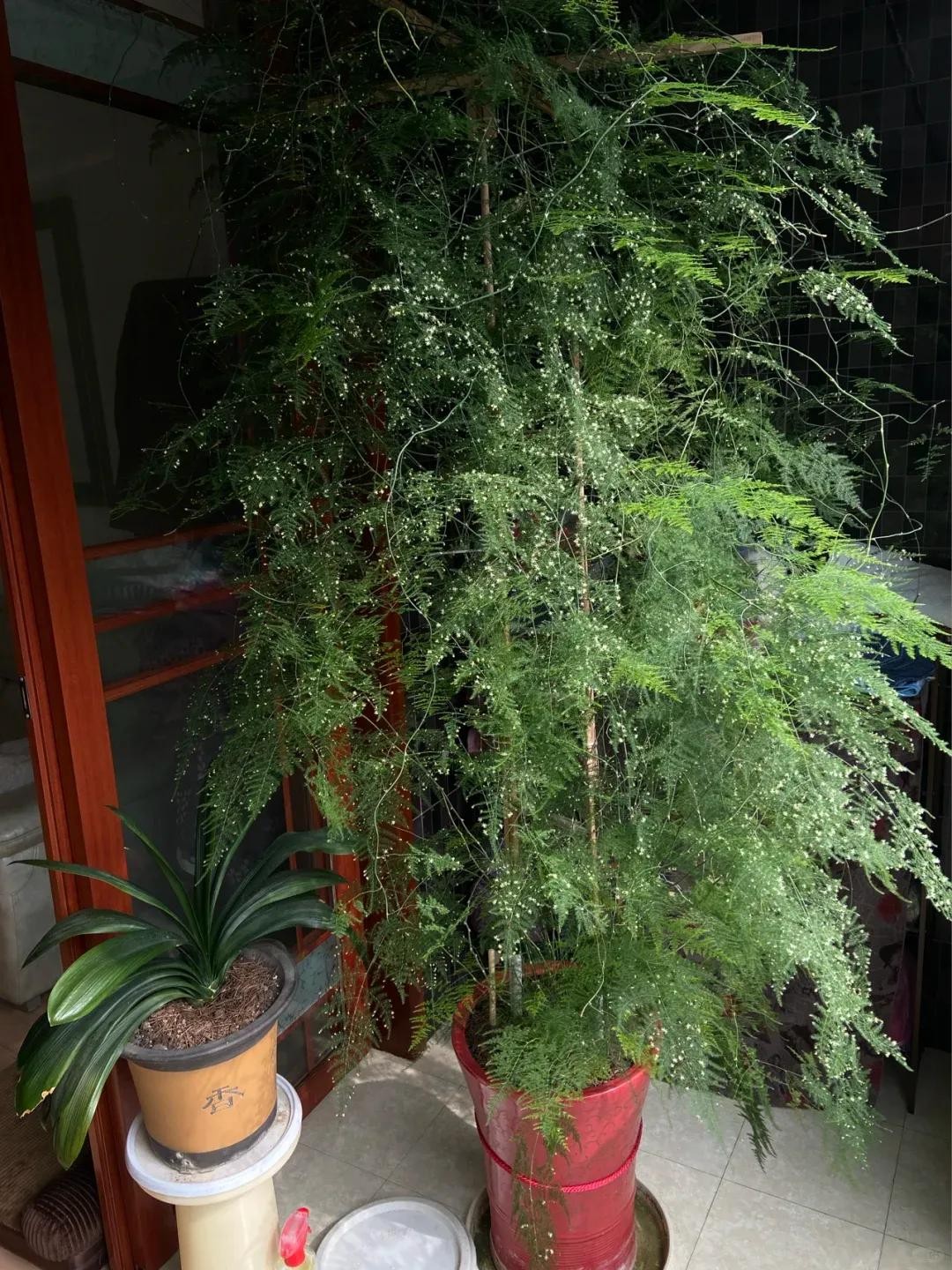 9 năm chăm sóc, chậu vân phiến trúc hóa thành cây “chạm trần” đầy ngoạn mục