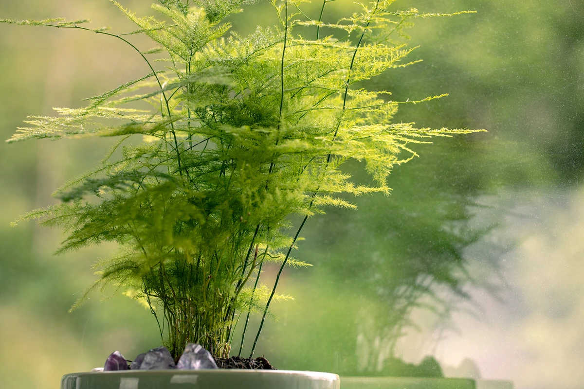 Nhà dương kỵ hoa âm: 5 loại cây đẹp nhưng dễ hao tài, nên để ngoài sân