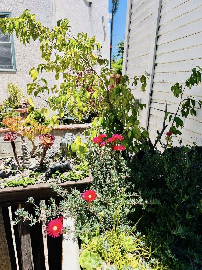 Biệt thự 30 tỷ của danh hài Thúy Nga với khu vườn xanh mát, ngập tràn hoa trái Biệt thự 30 tỷ của danh hài Thúy Nga với khu vườn xanh mát, ngập tràn hoa trái