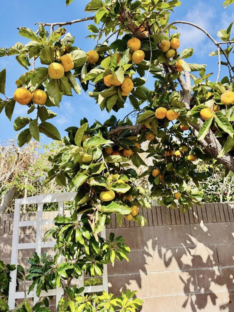 Biệt thự 30 tỷ của danh hài Thúy Nga với khu vườn xanh mát, ngập tràn hoa trái Biệt thự 30 tỷ của danh hài Thúy Nga với khu vườn xanh mát, ngập tràn hoa trái