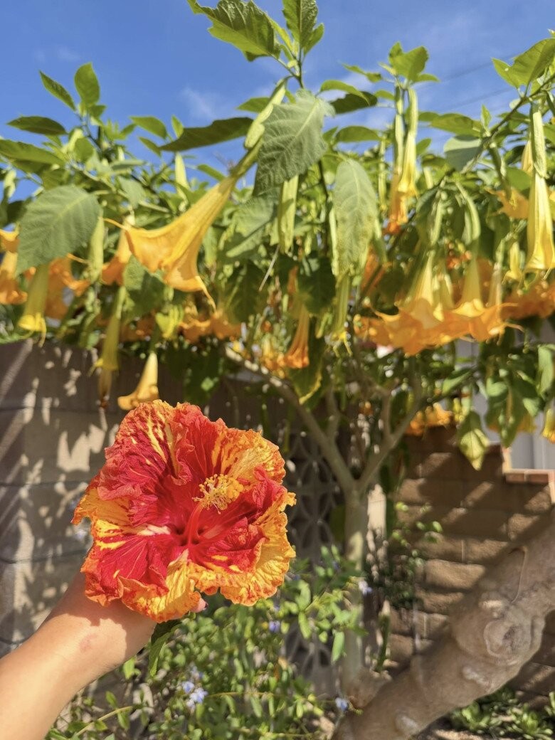 Biệt thự 30 tỷ của danh hài Thúy Nga với khu vườn xanh mát, ngập tràn hoa trái Biệt thự 30 tỷ của danh hài Thúy Nga với khu vườn xanh mát, ngập tràn hoa trái