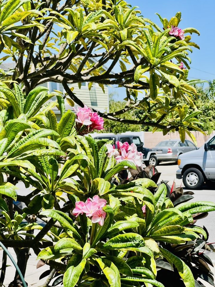 Biệt thự 30 tỷ của danh hài Thúy Nga với khu vườn xanh mát, ngập tràn hoa trái Biệt thự 30 tỷ của danh hài Thúy Nga với khu vườn xanh mát, ngập tràn hoa trái