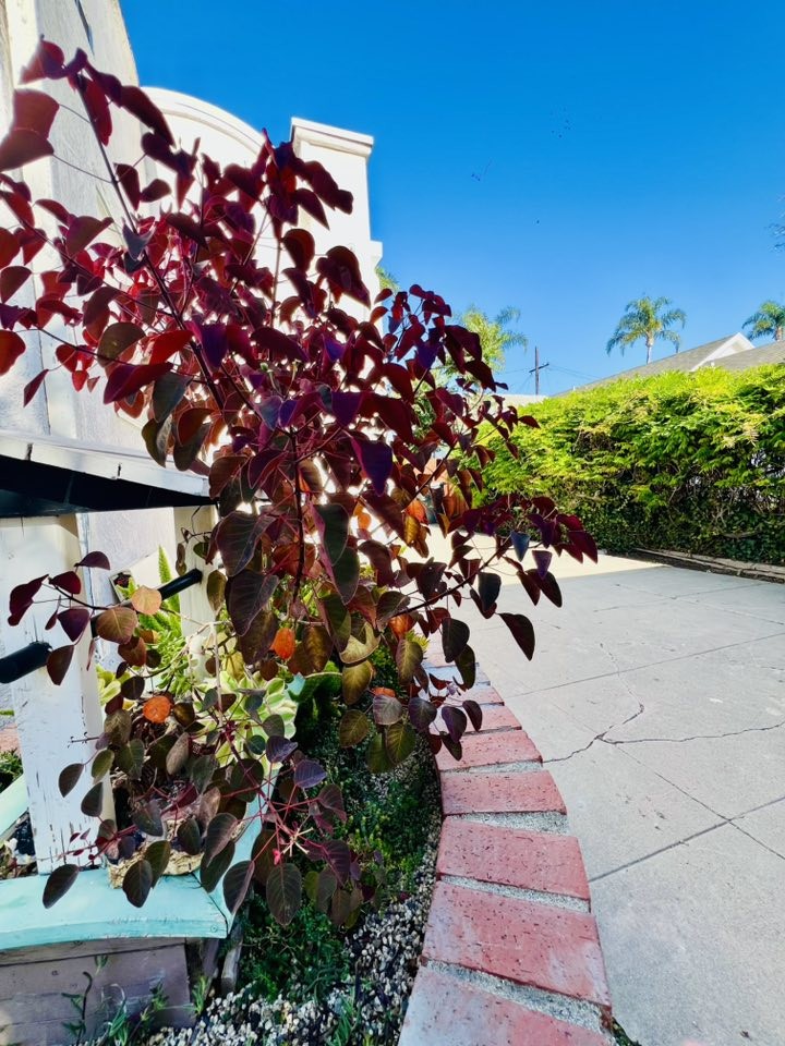 Biệt thự 30 tỷ của danh hài Thúy Nga với khu vườn xanh mát, ngập tràn hoa trái Biệt thự 30 tỷ của danh hài Thúy Nga với khu vườn xanh mát, ngập tràn hoa trái