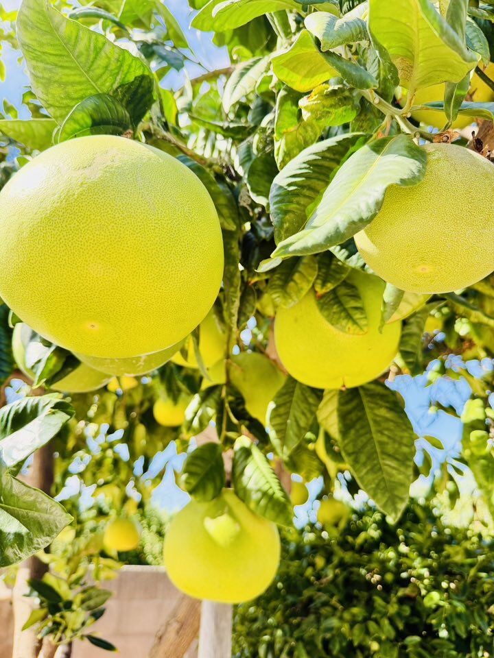 Biệt thự 30 tỷ của danh hài Thúy Nga với khu vườn xanh mát, ngập tràn hoa trái Biệt thự 30 tỷ của danh hài Thúy Nga với khu vườn xanh mát, ngập tràn hoa trái