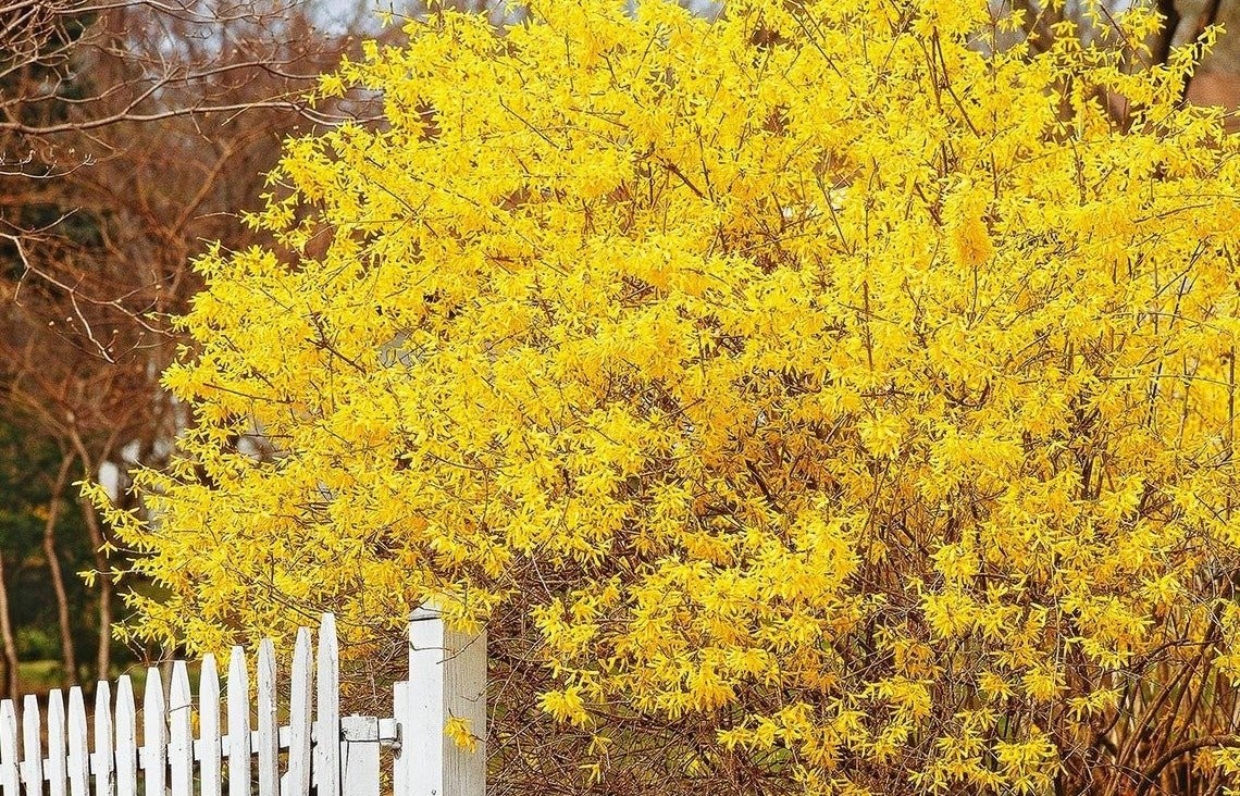 Bí quyết trồng và chăm sóc cây cảnh đuốc vàng: Hoa rực rỡ, tài lộc ngập tràn