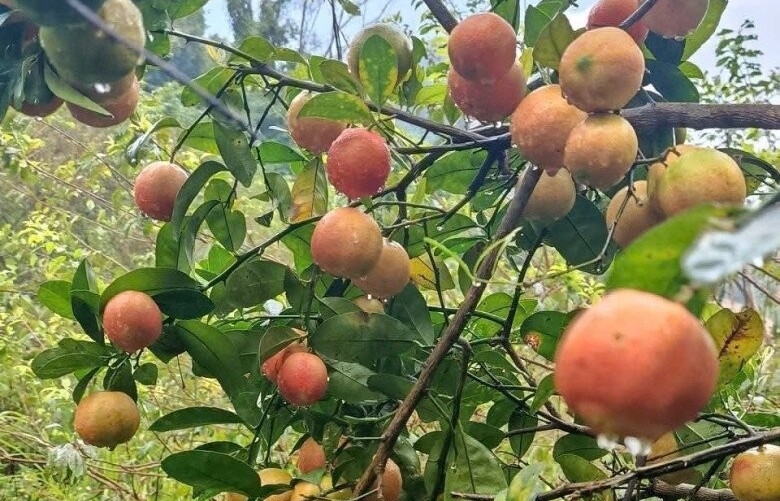 Loại quả từng bị bỏ quên nay trở thành đặc sản được săn lùng nhờ hương vị và lợi ích cho sức khỏe