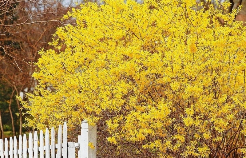 Bí quyết trồng và chăm sóc cây cảnh đuốc vàng: Hoa rực rỡ, tài lộc ngập tràn