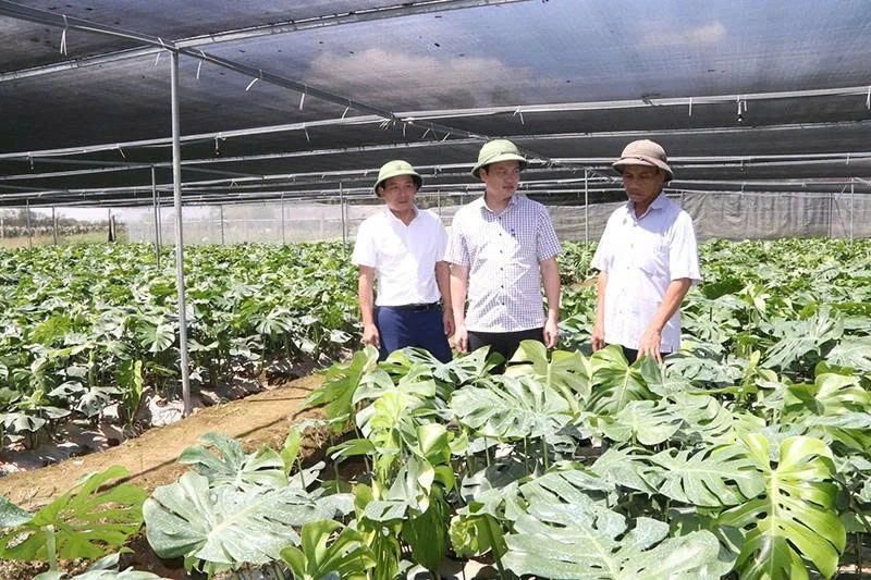 Nông dân Thanh Hóa tiên phong trồng trầu bà lá xẻ, mở hướng đi mới cho nông nghiệp xanh