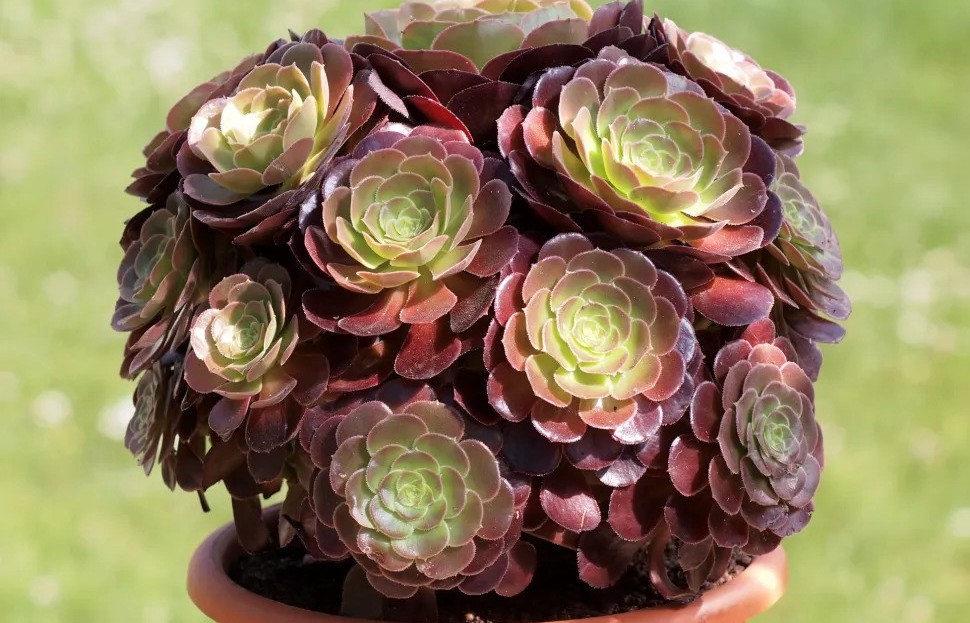 Sen đá nâu: Bí quyết chăm sóc loài cây phong thủy tượng trưng cho sự bền bỉ và may mắn