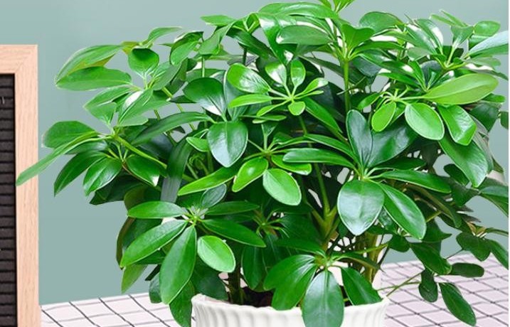 Tán lá xòe như bàn tay giữ lộc – bí mật phong thủy của ngũ gia bì