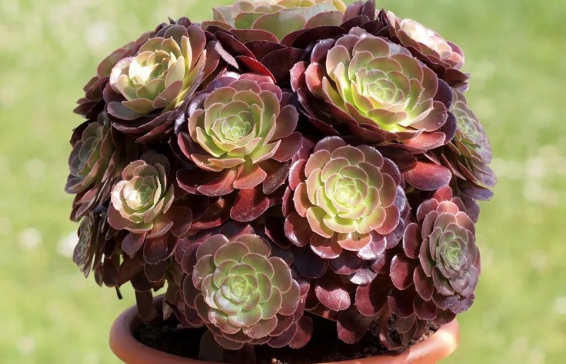 Sen đá nâu: Bí quyết chăm sóc loài cây phong thủy tượng trưng cho sự bền bỉ và may mắn