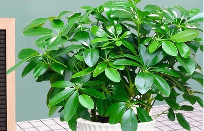 Tán lá xòe như bàn tay giữ lộc – bí mật phong thủy của ngũ gia bì