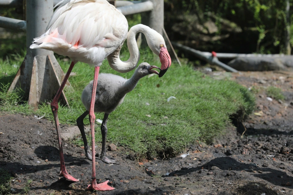Sau 20 năm, hồng hạc ở Thảo Cầm Viên lần đầu sinh con tự nhiên Sau 20 năm, hồng hạc ở Thảo Cầm Viên lần đầu sinh con tự nhiên