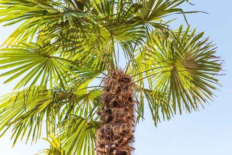 Cây cọ cảnh: Ý nghĩa phong thủy và cách trồng, chăm sóc Cây cọ cảnh: Ý nghĩa phong thủy và cách trồng, chăm sóc