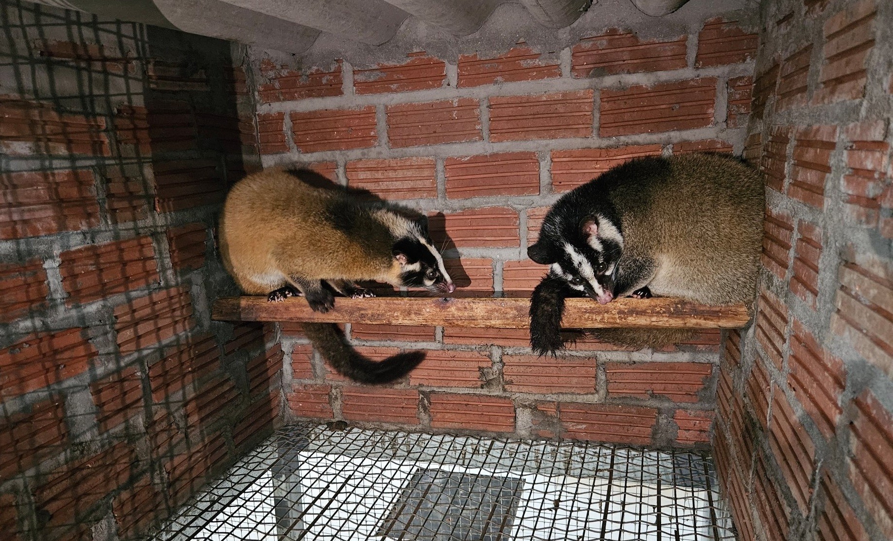 Ông chủ trang trại chồn hoa quả lớn nhất Hải Phòng, thu gần 5 tỷ đồng sau một năm Ông chủ trang trại chồn hoa quả lớn nhất Hải Phòng, thu gần 5 tỷ đồng sau một năm