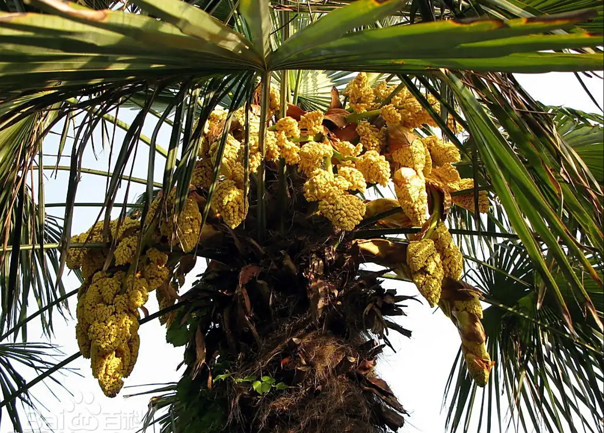 Cây cọ cảnh: Ý nghĩa phong thủy và cách trồng, chăm sóc Cây cọ cảnh: Ý nghĩa phong thủy và cách trồng, chăm sóc