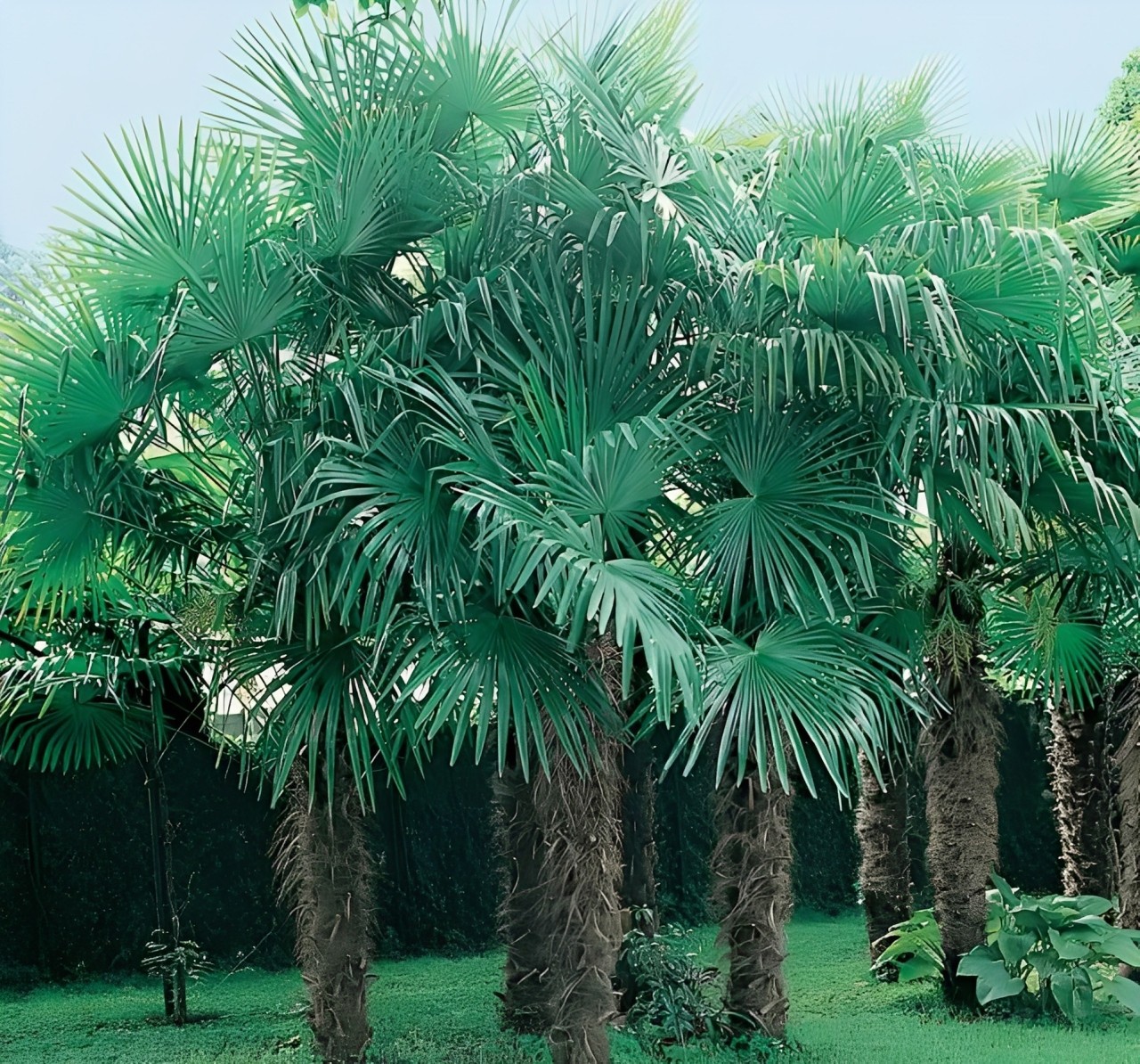 Cây cọ cảnh: Ý nghĩa phong thủy và cách trồng, chăm sóc Cây cọ cảnh: Ý nghĩa phong thủy và cách trồng, chăm sóc