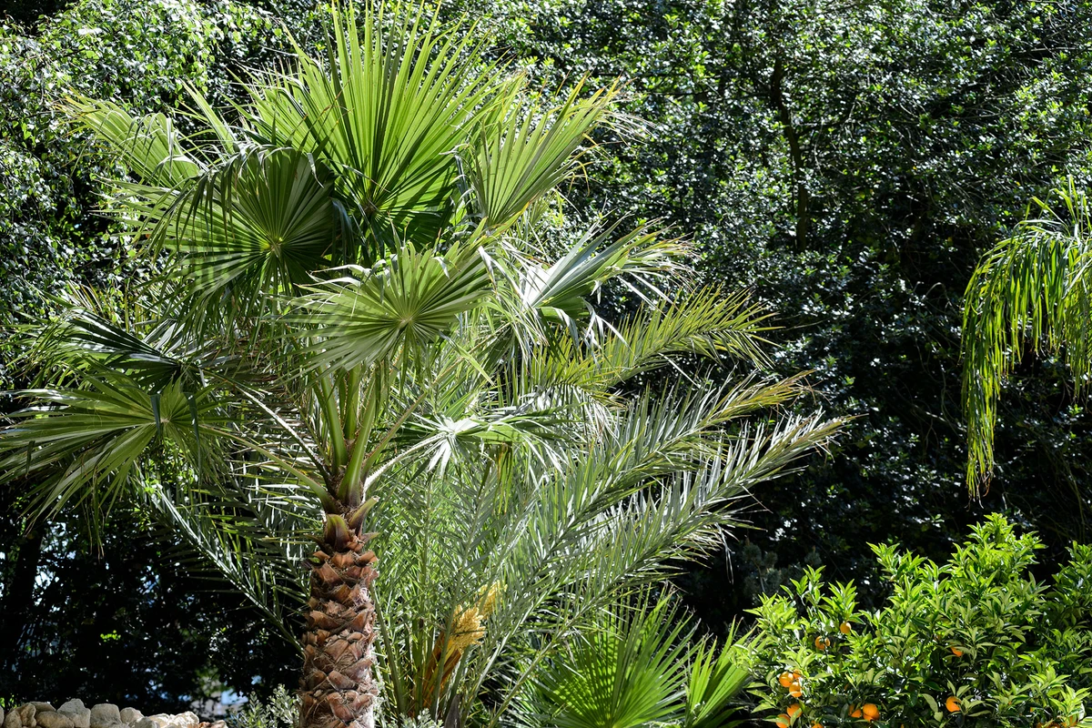 Cây cọ cảnh: Ý nghĩa phong thủy và cách trồng, chăm sóc Cây cọ cảnh: Ý nghĩa phong thủy và cách trồng, chăm sóc