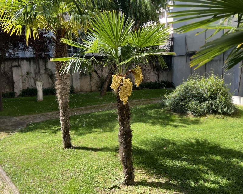 Cây cọ cảnh: Ý nghĩa phong thủy và cách trồng, chăm sóc Cây cọ cảnh: Ý nghĩa phong thủy và cách trồng, chăm sóc